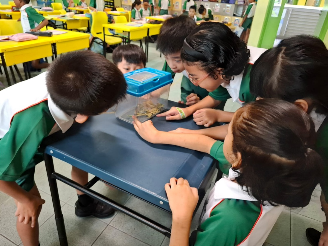 Students observing and documenting the butterfly life cycle